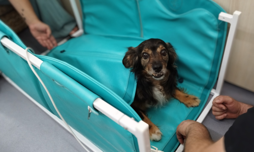 biomagnetismo en mascotas, perros y gatos